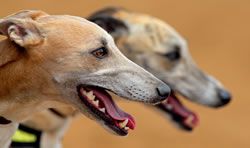 Ишь, гормоны поскакали