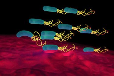 helicobacter helicobacter